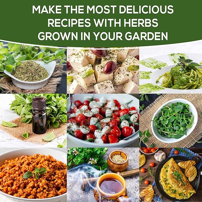 Oregano Seeds for Planting Home Garden Herbs - Individual Pack of 300+ Heirloom Seeds, Suitable for Outdoors, Indoors, and Hydroponics - Non-GMO, Non-Hybrid, Untreated, and USA Grown Variety