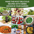 Oregano Seeds for Planting Home Garden Herbs - Individual Pack of 300+ Heirloom Seeds, Suitable for Outdoors, Indoors, and Hydroponics - Non-GMO, Non-Hybrid, Untreated, and USA Grown Variety