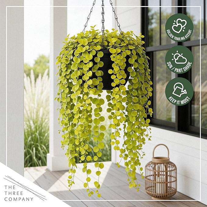 Creeping Jenny Live Plant (Lysimachia nummularia) - 4 Plants Per Pack - Healthy Trailing Perennial - Beautiful Accent Plant - 6" Tall by 4" Wide in 1 Pt Pot