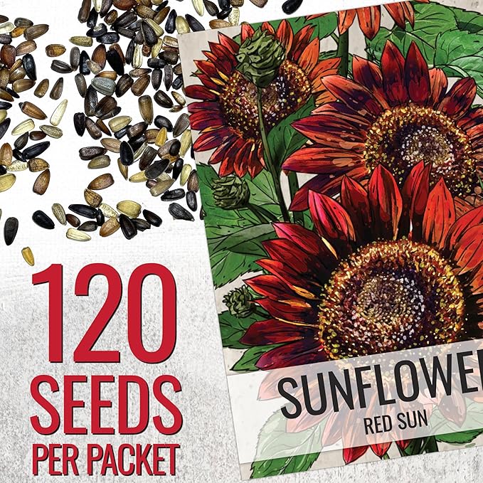 Seed Needs Sunflower Seeds for Planting Red Sun Sunflowers - Heirloom & Open Pollinated Annual Flowering Plants to Grow a Butterfly Garden to Attract Pollinators (5 Packs)
