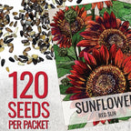 Seed Needs Sunflower Seeds for Planting Red Sun Sunflowers - Heirloom & Open Pollinated Annual Flowering Plants to Grow a Butterfly Garden to Attract Pollinators (2 Packs)