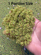 Azolla caroliniana Live Floating Pond Plant Huge Portion Mosquito Fern Water Velvet Fairy Moss Aquarium Outdoor Ponds Fast Growth Outcompetes Algae Fish Food filiculoides Live Aquarium Floating Plant