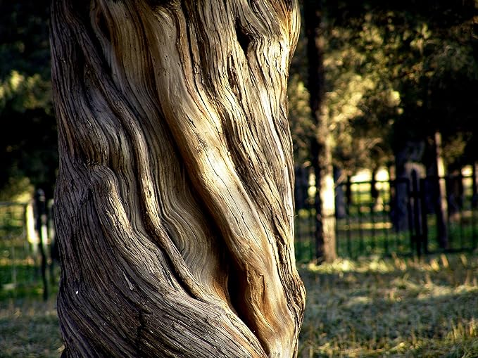 Bonsai Tree | Chinese Juniper | Seed Grow Kit | The Jonsteen Company