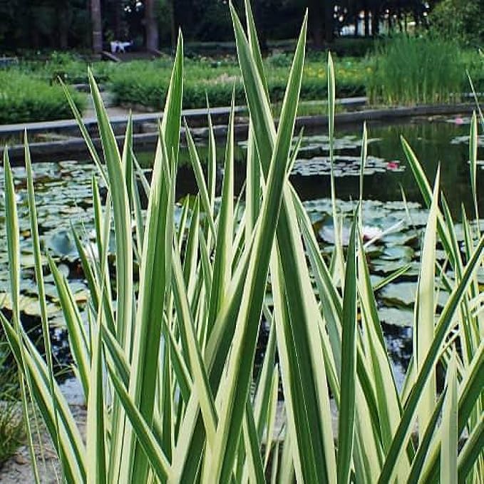 Golden Sweet Flag, a Great Live Pond Plant for Your Water Garden. Filters koi and Goldfish Ponds. Good for Bogs, Plant Shelf or Shallow Water This marginal Aquatic is a Real Beauty