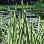 Golden Sweet Flag, a Great Live Pond Plant for Your Water Garden. Filters koi and Goldfish Ponds. Good for Bogs, Plant Shelf or Shallow Water This marginal Aquatic is a Real Beauty