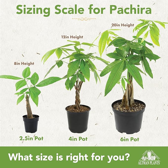 Altman Plants Money Tree Plant Decor (Approx. 1.5 Feet Tall) with 6 Inch White Plant Pot, Pet Friendly Plants, Easy Plant Gift, Easy to Grow House Plant & Desk Plant in Indoor Plant Potting Soil Mix