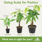 Altman Plants Money Tree Plant Decor (Approx. 1.5 Feet Tall) with 6 Inch White Plant Pot, Pet Friendly Plants, Easy Plant Gift, Easy to Grow House Plant & Desk Plant in Indoor Plant Potting Soil Mix