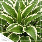 Live Perennial Hosta - Libby (3 Plants Per Pack) Beautiful Accent Plant, 10" Tall by 4" Wide in 1 Qt Pot