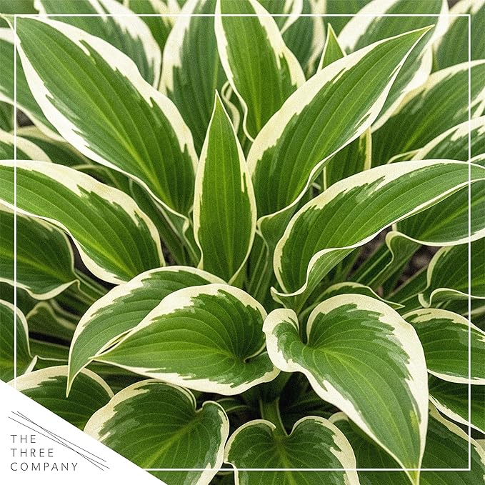 Live Perennial Hosta - Libby (3 Plants Per Pack), Beautiful Accent Plant, 10" Tall by 6" Wide in 1 Quart Pot (Pack of 2)