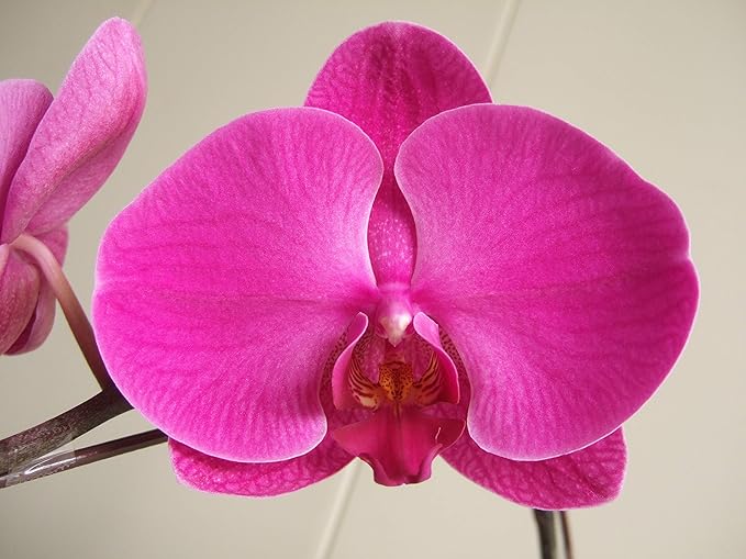 Athena's Garden 5" Phalaenopsis Orchids, Red Blooms and Black Container, One Size