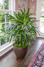 Lady Palm - Live Plant in a 10 Inch Growers Pot - Rhapis Excelsa - Beautiful Clean Air Indoor Outdoor Houseplant