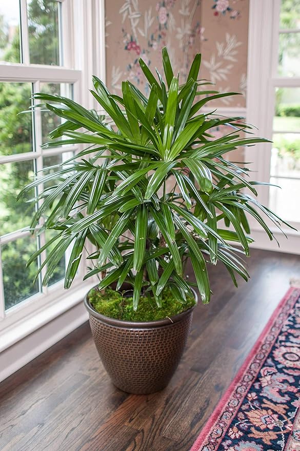 Lady Palm - Live Plant in a 10 Inch Growers Pot - Rhapis Excelsa - Beautiful Clean Air Indoor Outdoor Houseplant