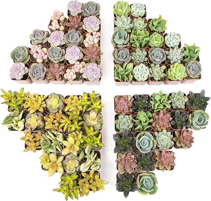 Live Succulents Plants Bulk Plant Tray (50 Pack), Indoor Houseplants, in Cactus and Succulent Soil Mix, Kit Gifts by for Pets, Black