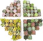Live Succulents Plants Bulk Plant Tray (50 Pack), Indoor Houseplants, in Cactus and Succulent Soil Mix, Kit Gifts by for Pets, Black