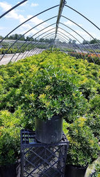 Pieris jap. 'Compacta' (Compact Japanese Andromeda) Evergreen, #3 - Size Container