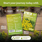 KVITER 500 Common Rue Seeds (Ruta Graveolens) - Rue Herb, Drought Tolerant, Perennial Heirloom Seed - Medicinal Herb Seeds in Seed Packets for Outdoor Garden, Garden Beds and Containerss