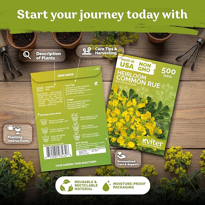 KVITER 500 Common Rue Seeds (Ruta Graveolens) - Rue Herb, Drought Tolerant, Perennial Heirloom Seed - Medicinal Herb Seeds in Seed Packets for Outdoor Garden, Garden Beds and Containerss