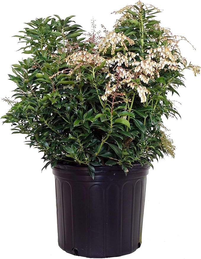 Pieris jap. 'Compacta' (Compact Japanese Andromeda) Evergreen, #3 - Size Container
