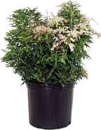 Pieris jap. 'Compacta' (Compact Japanese Andromeda) Evergreen, #3 - Size Container