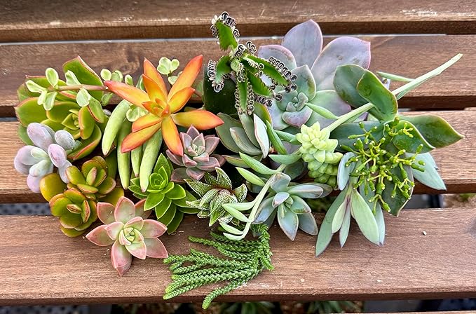10 Assorted Live Succulent Cuttings, No 2 Succulents Alike, Great for Terrariums, Mini Gardens, and as Starter Plants. Live Succulents Plants for DIY Projects and Home Decor (10, Small)