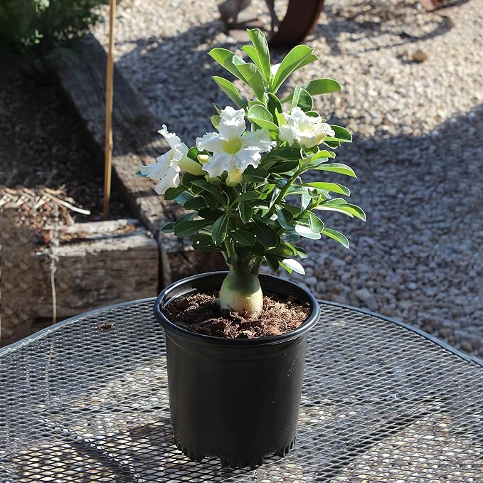 Picotee Pink & White Desert Rose Plant Live Succulent, 1 Gal Grower Pot, Adenium Desert Rose Plant Live Indoor Houseplants & Outdoor Succulents, Easy Care Flowering Plants by Plants for Pets