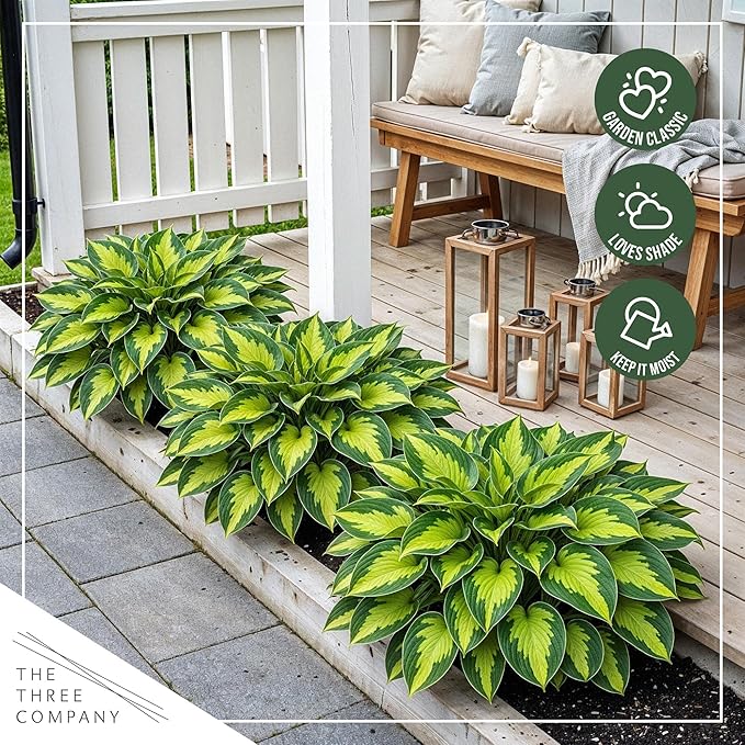 Live Perennial Hosta - Rainforest Sunrise (3 Plants Per Pack) Beautiful Accent Plant, 10" Tall by 4" Wide in 1 Qt Pot