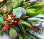 15 Assorted Succulent & Cactus Cuttings. No 2 Cuttings Alike. Great for Terrariums, Mini Gardens, and as Starter Plants.