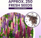 Russell Lupine Seeds Perennial - Grows 40" Tall - Perennial Wildflowers for Winter & Fall Planting - Grown in the USA - 100 Mixed Russell Lupine Seeds