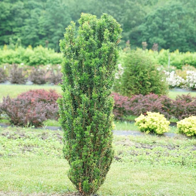 Proven Winners Stonehenge Skinny Yew (Taxus x Media) Live Plant, 4.5" Qt, 4 Pack