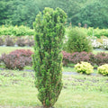 Proven Winners Stonehenge Skinny Yew (Taxus x Media) Live Plant, 4.5" Qt, 4 Pack
