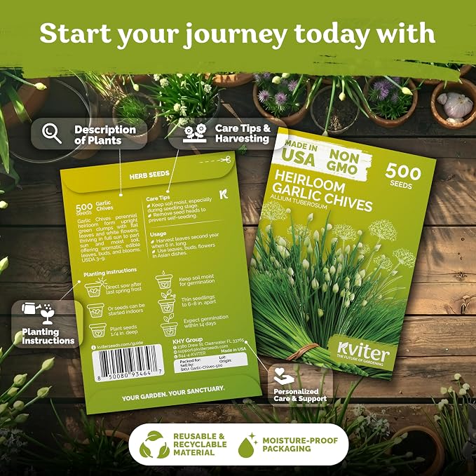 KVITER 500 Garlic Chives Seeds (Allium Tuberosum) - Chinese Chives, Garlic Flavor, White Blooms, Non GMO, Heirloom Seed Packets - Perennial Herb Seeds for Gardens, Containers, Herb Beds