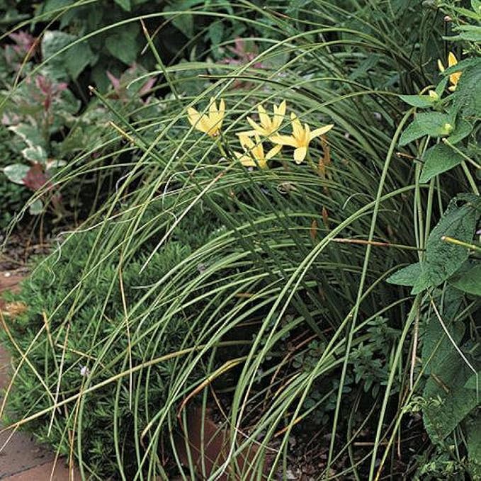 Chalily Melted Butter Rain Lily, a Great Live Pond Plant for Your Water Garden. Filters koi and Goldfish Ponds. Good for Bogs, Plant Shelf or Shallow Water This marginal Aquatic is a Real Beauty