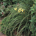 Chalily Melted Butter Rain Lily, a Great Live Pond Plant for Your Water Garden. Filters koi and Goldfish Ponds. Good for Bogs, Plant Shelf or Shallow Water This marginal Aquatic is a Real Beauty