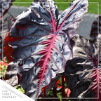 Live Colocasia - Redemption, 10” Tall by 5” Wide in 1.76 Qt Pot, Trimmed Back for Shipping Purposes