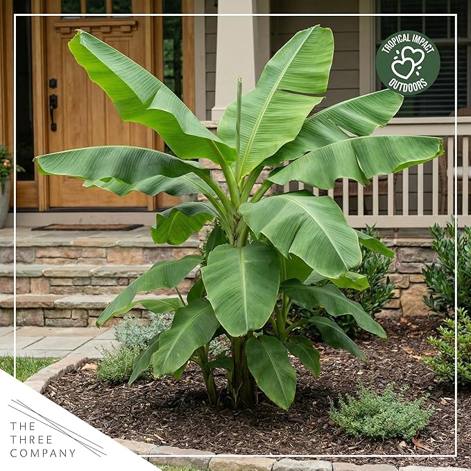 Live Hardy Banana Plant (Musa Basjoo) – Cold Hardy Tropical Perennial, Grows 6–10 Ft Tall, Fast Growing Outdoor Accent, Ships 15” Tall in 1.5 Qt Pot