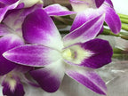 eflowerwholesale - Premium Cut Purple Orchids (20 stems with Vase) - Gift for Birthday, Spring, Easter, Graduation, Mother's Day (Support Small Business)