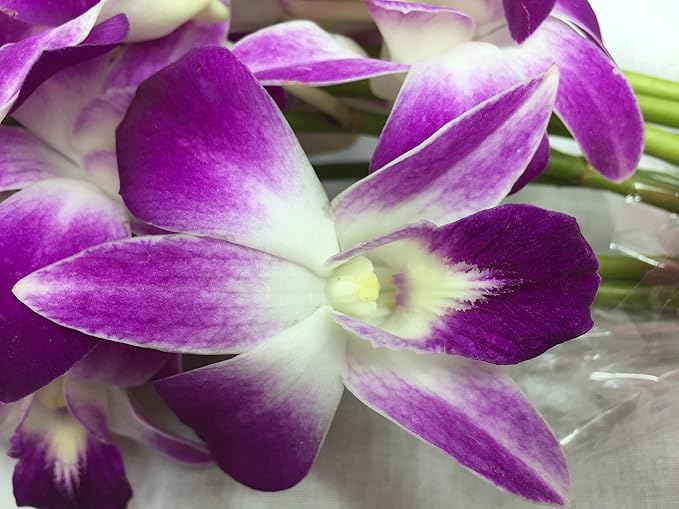 eflowerwholesale - Premium Cut Purple Orchids (20 stems with Vase) - Gift for Birthday, Spring, Easter, Graduation, Mother's Day (Support Small Business)