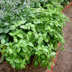 Bonnie Plants Sweet Basil, Live Plants, with Miracle-Gro Pour & Feed Singles Ready-to-Use Plant Food, 4-Pack, Great for Containers, Raised Beds, and In-Ground Gardens, 19.3 oz.