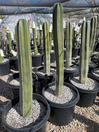 Cactus Outlet - Mexican Fence Post Cacti - Cactus Plants Live, 36”+ Live Plants Indoor & Outdoor Use, Rare Large Live Cactus - Landscape Ready Large Cactus Plant Live Delivered Right to Your Door