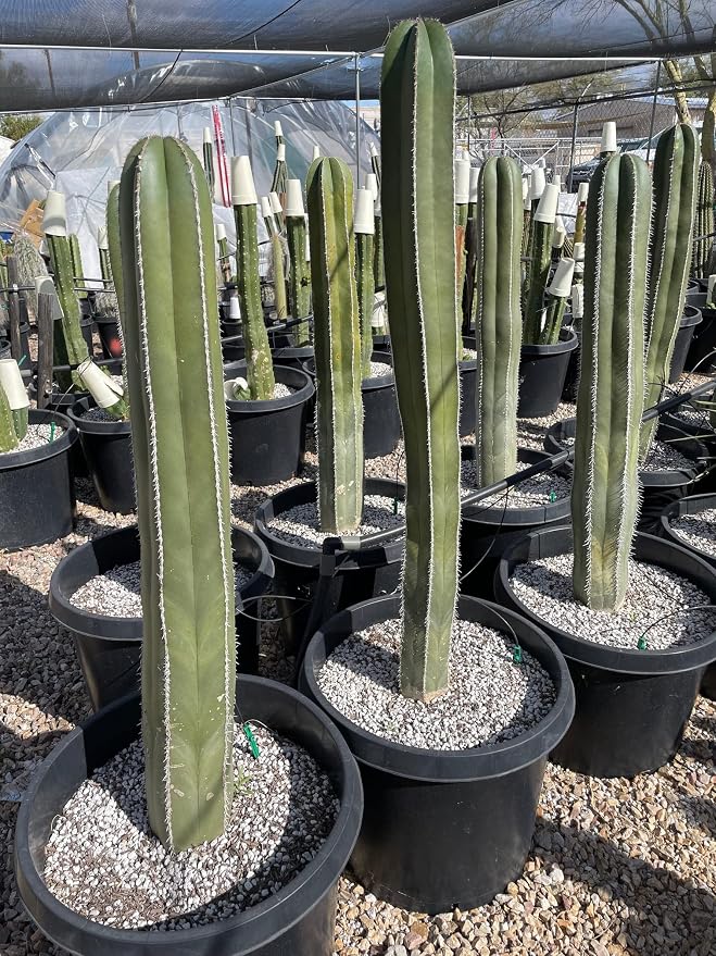 Cactus Outlet - Mexican Fence Post Cacti - Cactus Plants Live, 36”+ Live Plants Indoor & Outdoor Use, Rare Large Live Cactus - Landscape Ready Large Cactus Plant Live Delivered Right to Your Door