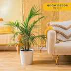 Costa Farms Majesty Palm Live Plant in Decorative Pot, Large Indoor Houseplant, Perfect for Home, Room, or Office Decor, Great House Warming or Birthday Gift, 3-4 Feet Tall