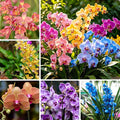 Cymbidium Flower Seeds for Planting Orchid, 100+ Mixed Color Cymbidium Seed, Perennial Plants, Non-GMO Heirloom Orchid Flowers Seeds for Home Decoration Garden Outdoor