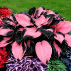 Hosta Seeds for Planting, 100+pcs Rare Perennial Hosta Flower Seeds, Non-GMO Heirloom Long Blooming Plants Shaded Entry Pathway Flowers for Home Garden Outdoors