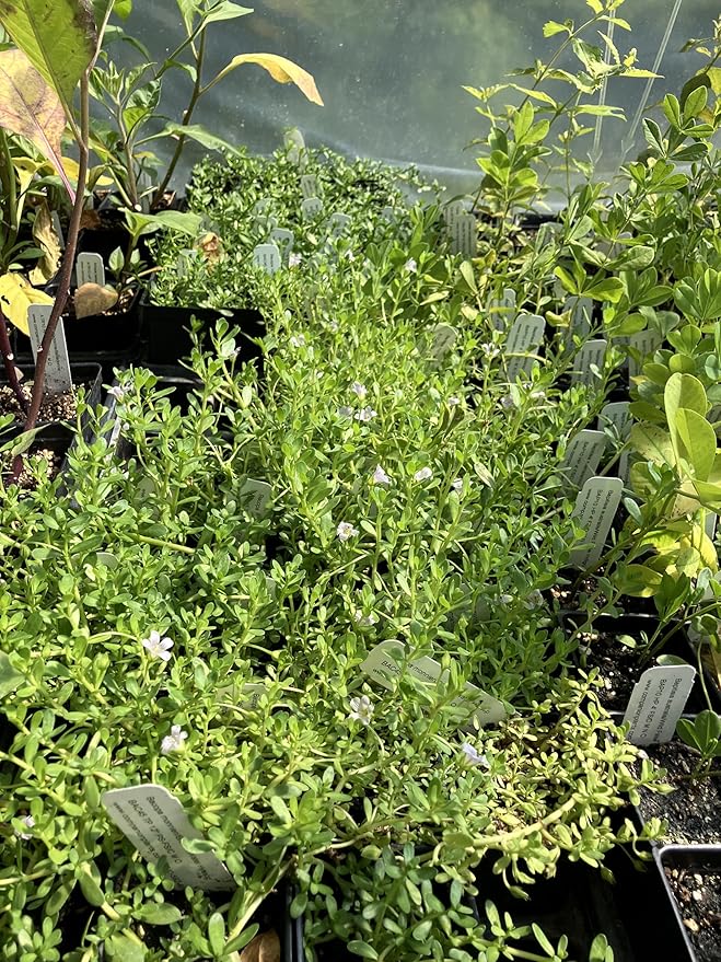 Bacopa monnieri Water Hyssop Brahmi Live Plant - 2.5 inch Pot