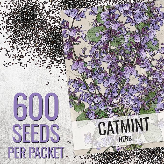 Seed Needs Catmint Seeds for Planting an Indoor/Outdoor Herb Garden - Non-GMO Heirloom & Untreated Herbal Plants - Great for Cats Nepeta mussinii (20 Packs)
