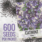 Seed Needs Catmint Seeds for Planting an Indoor/Outdoor Herb Garden - Non-GMO Heirloom & Untreated Herbal Plants - Great for Cats Nepeta mussinii (20 Packs)