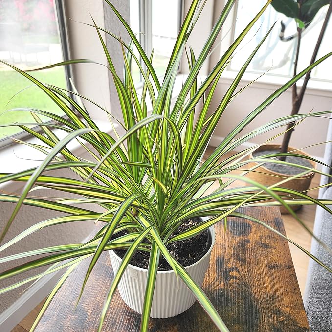 Dracaena Marginata Sunray, Air Purifying Easy Houseplant Decor in 6" White Pot, Dracaena Corn Stalk, Live Botanical Gift, Indoor Dragon Tree, Real Plants & Decorative Plants by Plants for Pets