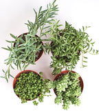 Shop Succulents | Hanging Collection | 4 Pack of Unique Trailing, Fully Rooted Live Indoor/Outdoor House Plants, 4-Inch