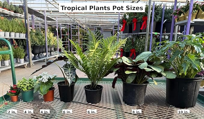 RedCrocus Assorted Ferns Indoor & Outdoor- Lush Green Fronds, Shade-Loving, Pet Safe, Container & Garden Plant for Shaded Areas, Attractive Foliage 4" Pot (Pack of 4)