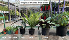 RedCrocus Lemon Lime Dragon Tree Bush- Variegated Indoor & Outdoor Plant- Easy Care Evergreen Foliage- Tolerates Bright, Indirect Light- Pet Safe (Toxic to Cats & Dogs) 10" Pot